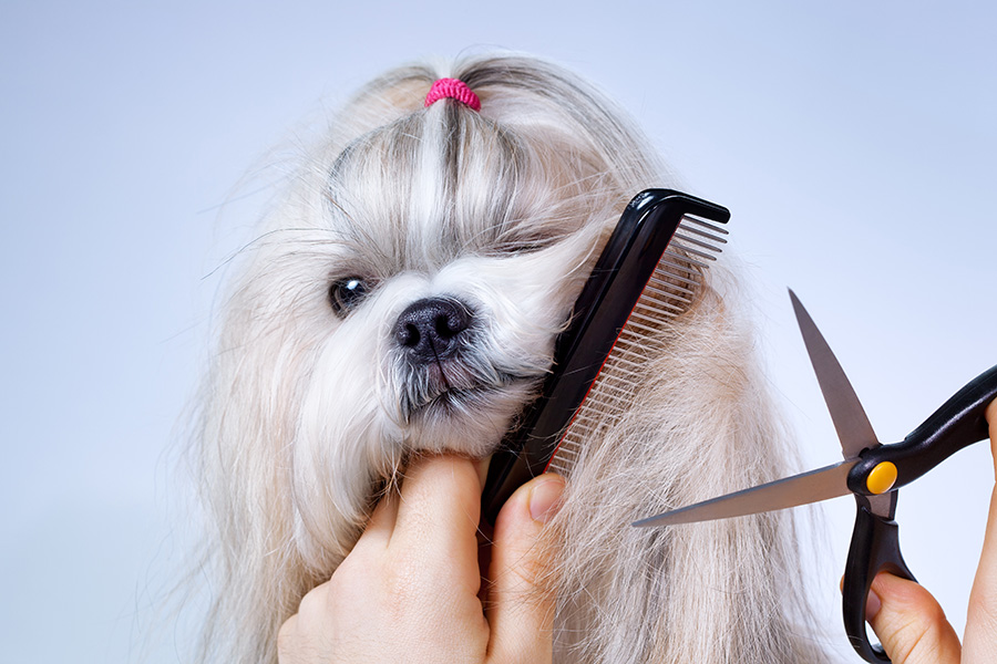 Pet Grooming Care